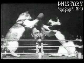 Кошачий бокс / The Boxing Cats (1894)