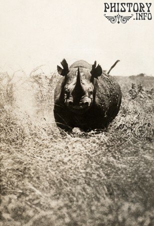 Носорог заметил фотографа
